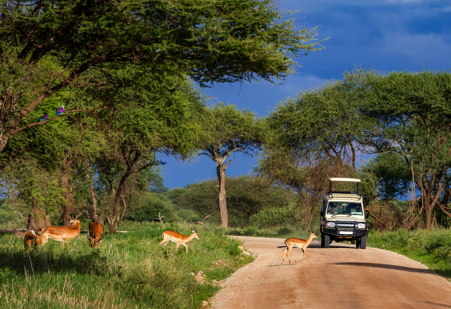 Auf Ihrer Safari durch die Nationalparks Tansanias kreuzen immer wieder wilde Tiere den Weg – lassen Sie sich überraschen.