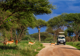 Auf Ihrer Safari durch die Nationalparks Tansanias kreuzen immer wieder wilde Tiere den Weg – lassen Sie sich überraschen.