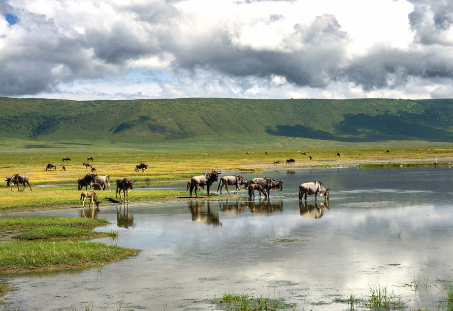 Erleben Sie den Zauber des Ngorongoro-Kraters, wo unter anderem Gnus am Seeufer grasen.