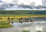 Erleben Sie den Zauber des Ngorongoro-Kraters, wo unter anderem Gnus am Seeufer grasen.