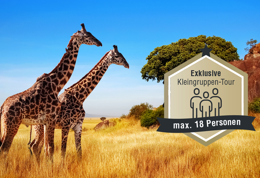Lassen Sie sich von den grazilen Giraffen in der Serengeti verzaubern.