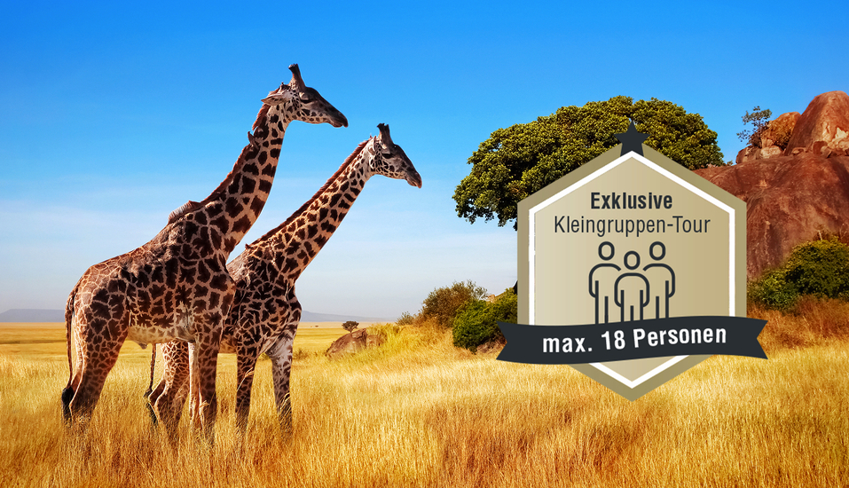 Lassen Sie sich von den grazilen Giraffen in der Serengeti verzaubern.