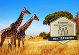 Lassen Sie sich von den grazilen Giraffen in der Serengeti verzaubern.