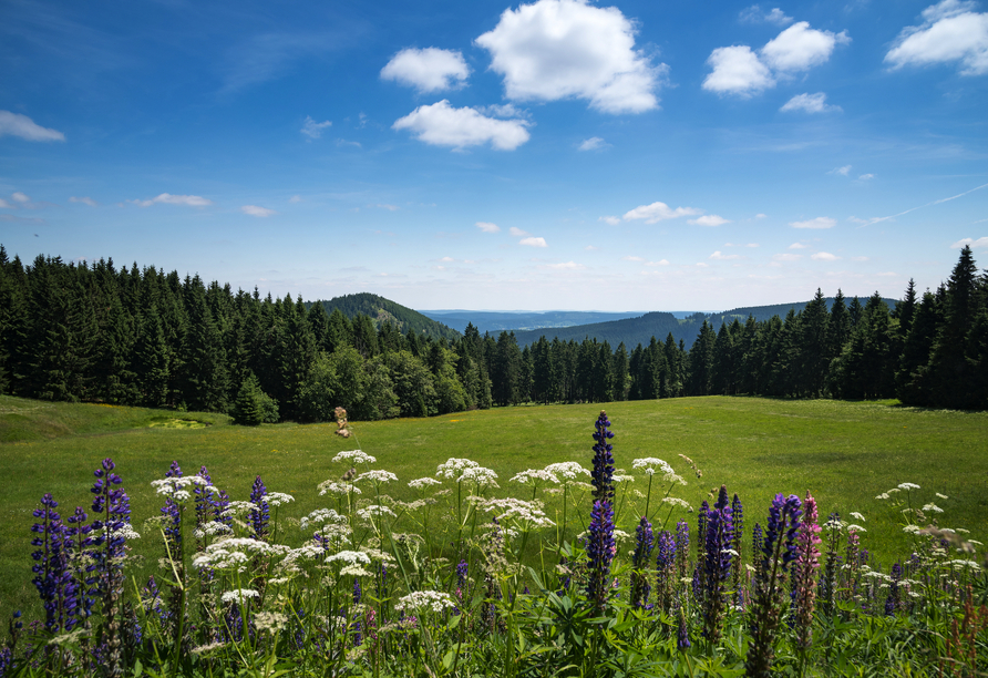 Willkommen im Thüringer Wald! Freuen Sie sich auf Nervenkitzel beim Roulette der Werra Park Hotels!