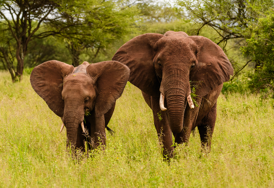 Unvergessliche Momente wie die Begegnung mit Elefanten, sind es, die Ihre Safari zu einem wahren Abenteuer machen.