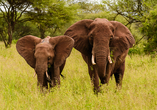 Unvergessliche Momente wie die Begegnung mit Elefanten, sind es, die Ihre Safari zu einem wahren Abenteuer machen.