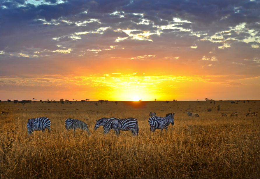 Die goldene Abenddämmerung taucht die Serengeti in ein atemberaubendes Licht.