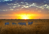 Die goldene Abenddämmerung taucht die Serengeti in ein atemberaubendes Licht.