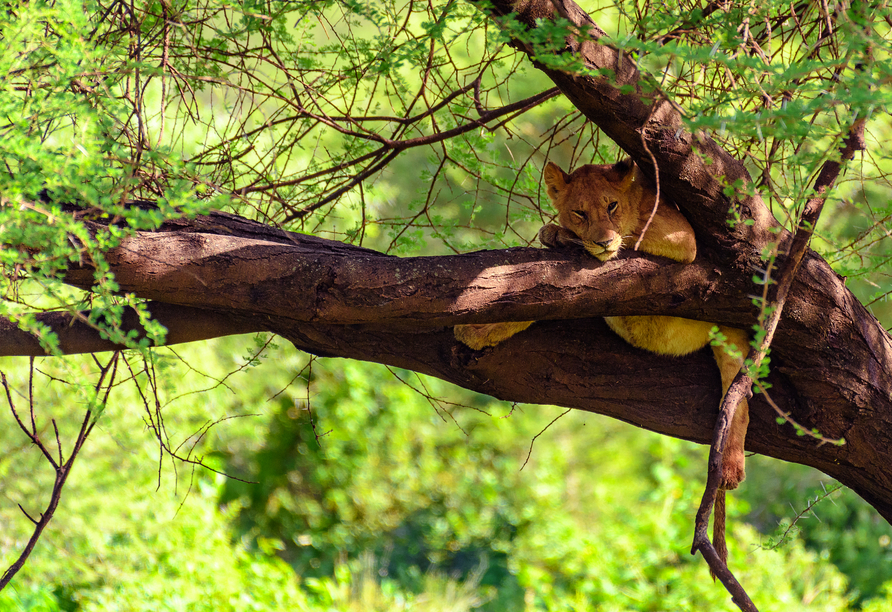 Ungewöhnlich und faszinierend sind die baumkletternden Löwen im Lake Manyara Nationalpark.