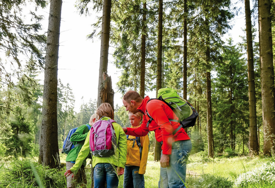 Der Nationalpark Harz ist die perfekte Kulisse für gemütliche oder ausgedehnte Wanderungen.