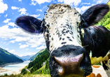 Freuen Sie sich auf tierisch tolle Aussichten!
