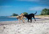 Auf dem Hundestrand toben sich Ihre Vierbeiner aus.