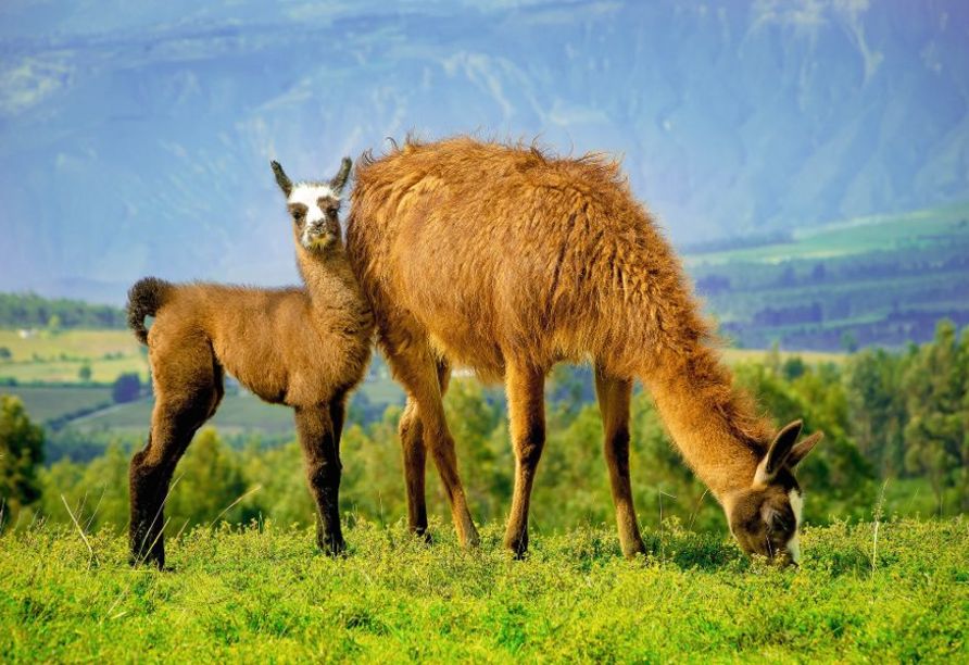 Machen Sie Lama-Trekking und kommen den süßen Tieren näher.