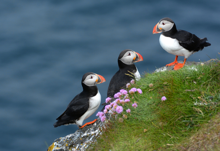 Die niedlichen Papageitaucher leben an den Küsten von Spitzbergen.