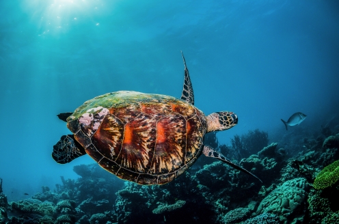 Entdecken Sie die Vielfalt der Unterwasserwelt im SEA LIFE Oberhausen!