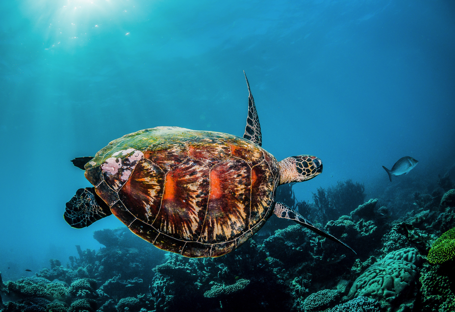 Entdecken Sie die Vielfalt der Unterwasserwelt im SEA LIFE Oberhausen!