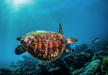 Entdecken Sie die Vielfalt der Unterwasserwelt im SEA LIFE Oberhausen!