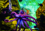 Das SEA LIFE Oberhausen begeistert mit unzähligen verschiedenen Unterwassertieren!