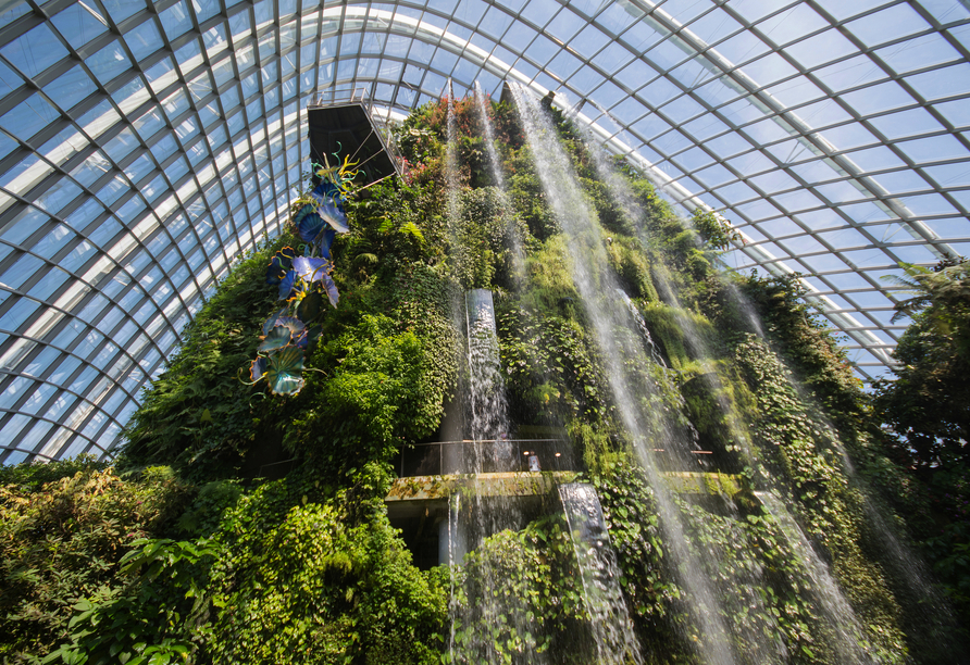 Bestaunen Sie die einzigartige Vielfalt seltener Pflanzen im faszinierenden Cloud Forest. 