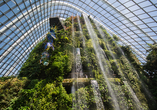 Bestaunen Sie die einzigartige Vielfalt seltener Pflanzen im faszinierenden Cloud Forest. 