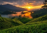 Der Anblick der saftig grünen Teeplantagen in den Cameron Highlands ist eine Wohltat für die Seele. 