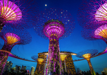 In den Gardens by the Bay erwarten Sie die futuristischen Supertrees.