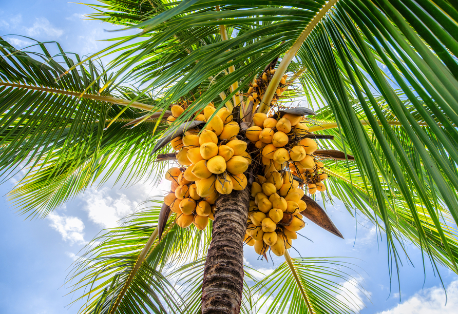 In Kurunegala besuchen Sie eine Kokosnuss-Produktion.