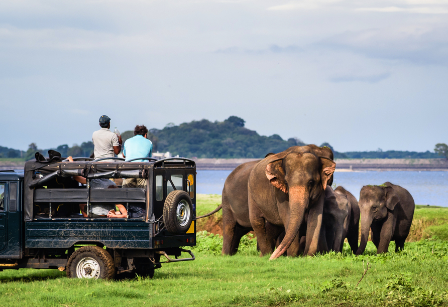 Optional können Sie eine Safari durch den Minneriya National Park hinzubuchen.