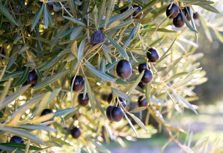 Teilweise sind die Olivenbäume auf den Ionischen Inseln bis zu 5.000 Jahre alt.