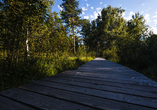 Direkt am Hotel befindet sich der herrliche Arrach Moor Natur Art Park.