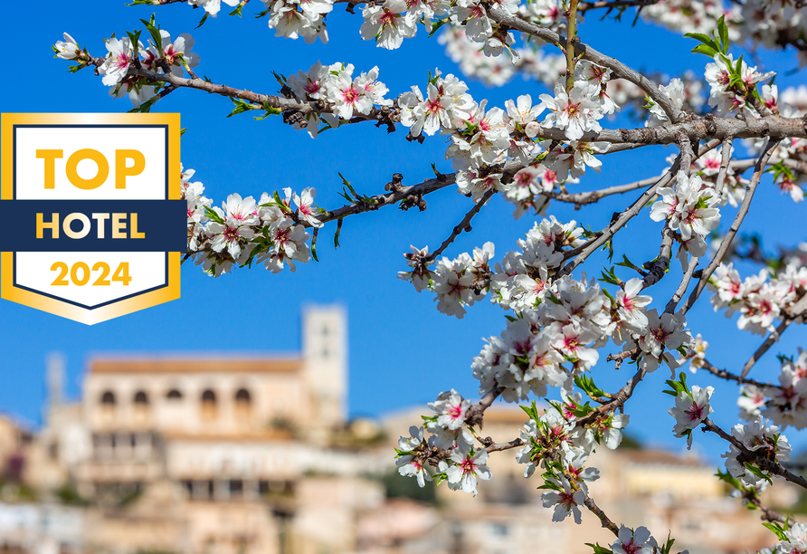 Alle Jahre wieder verzaubert die Mandelblüte die Insel Mallorca.