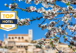 Alle Jahre wieder verzaubert die Mandelblüte die Insel Mallorca.
