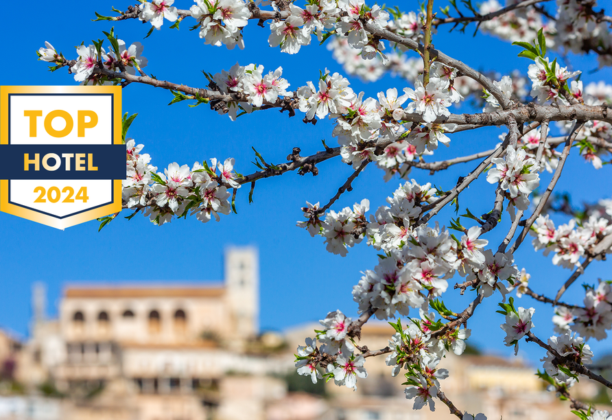 Alle Jahre wieder verzaubert die Mandelblüte die Insel Mallorca.