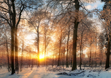 Lassen Sie sich von herrlichen Winterlandschaften verzaubern.