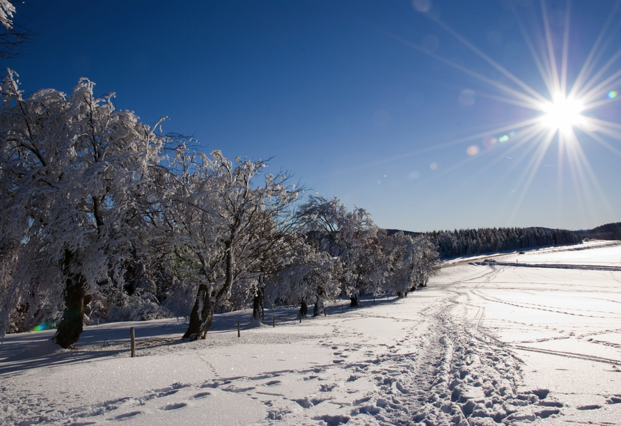 Lassen Sie sich von den verschneiten Winterlandschaften in den Bann ziehen.