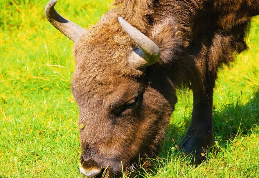 Im Nationalpark Wolin gibt es übrigens ein Wisent-Schaugehege.