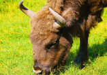 Im Nationalpark Wolin gibt es übrigens ein Wisent-Schaugehege.