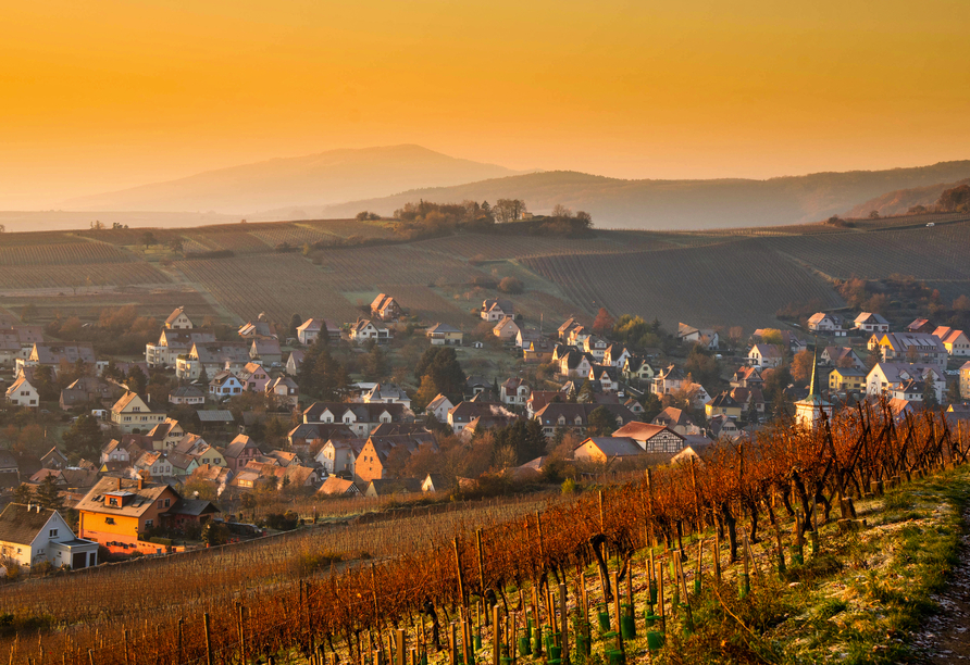 Spazieren Sie entlang der malerischen Weinberge im Elsass.