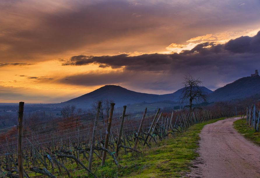 Entdecken Sie die verträumten Weinberge im Elsass.