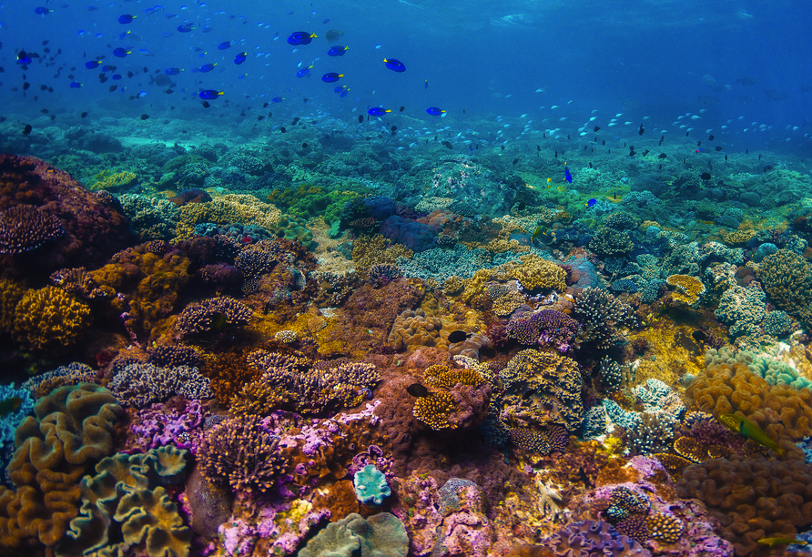 Das Great Barrier Reef beeindruckt mit seinen bunten Korallenriffen.