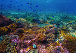Das Great Barrier Reef beeindruckt mit seinen bunten Korallenriffen.