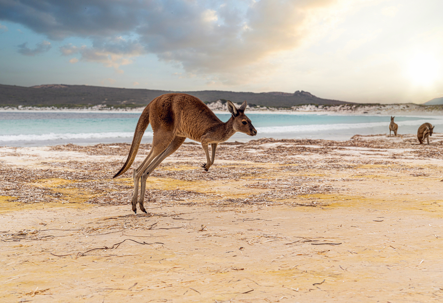 Erleben Sie Kängurus hautnah auf der Kangaroo Island!