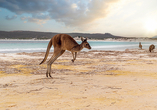 Erleben Sie Kängurus hautnah auf der Kangaroo Island!