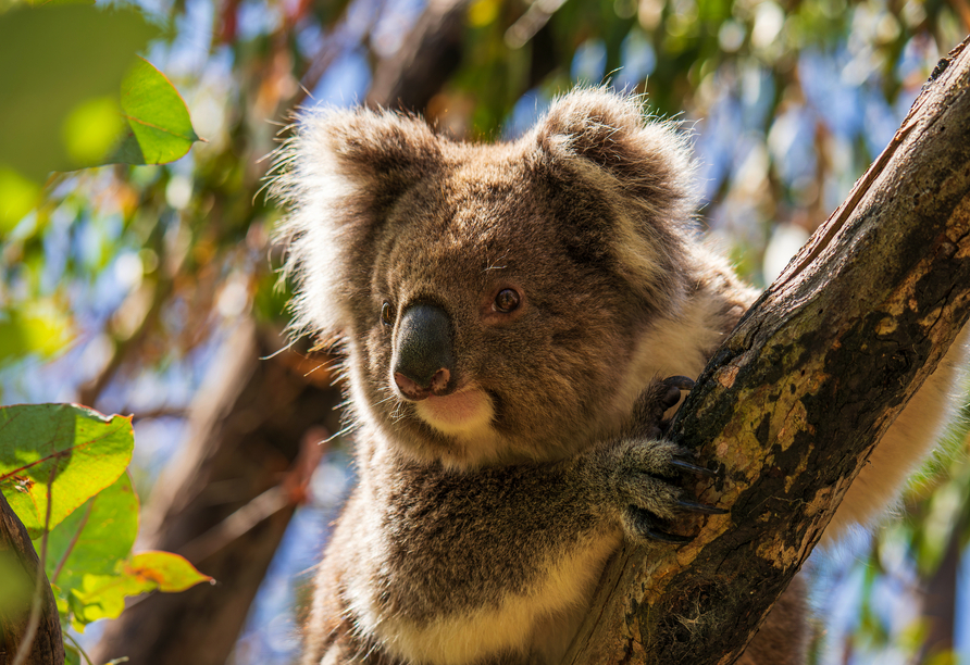 Während dieser Reise bekommen Sie die einmalige Gelegenheit Koalas einmal mit ihren eigenen Augen zu betrachten!