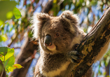 Während dieser Reise bekommen Sie die einmalige Gelegenheit Koalas einmal mit ihren eigenen Augen zu betrachten!