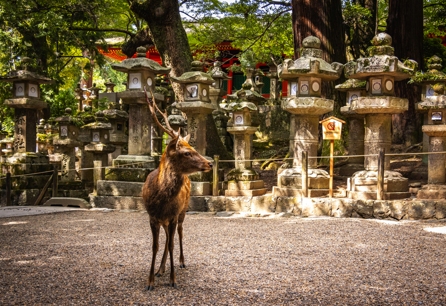 Während eines gemütlichen Spaziergangs zum Kasuga-Schrein begegnen Ihnen mit etwas Glück die frei lebenden Hirsche.