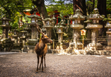 Während eines gemütlichen Spaziergangs zum Kasuga-Schrein begegnen Ihnen mit etwas Glück die frei lebenden Hirsche.