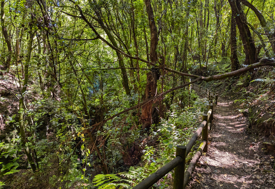 Verwunschene Pfade, Wasserfälle und mystisches Licht prägen den Urwald Cubo de la Galga.