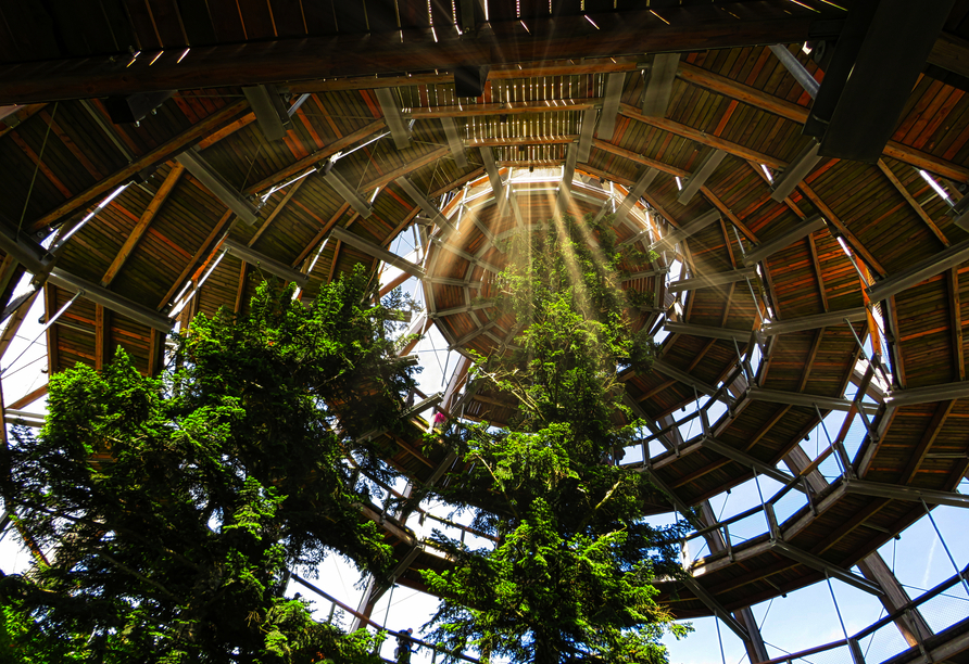 Die elegante Form des Baumwipfelpfads lädt dazu ein, Schritt für Schritt höher zu steigen und den Wald aus einer neuen Sicht zu entdecken.