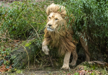 Löwe im Zoo Neunkirchen